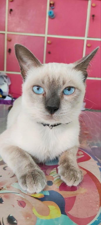 น้องมาลี
