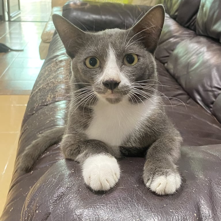 เทาเทา