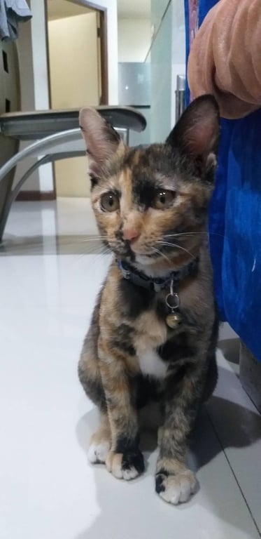 ตามหาเจ้าของแมว 