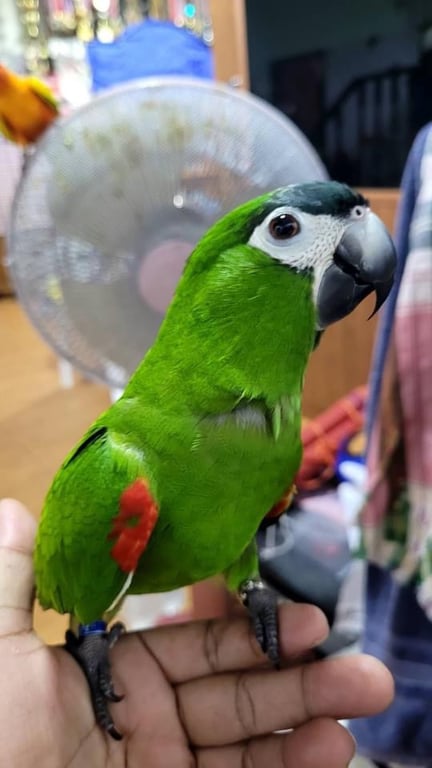 ฮันเตอร์