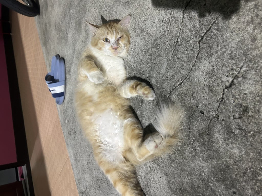 ตามหาเจ้าของแมว ตัวผู้ไม่ทำหมันเปอร์เซียผสม