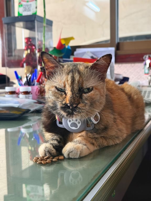 เหมียว