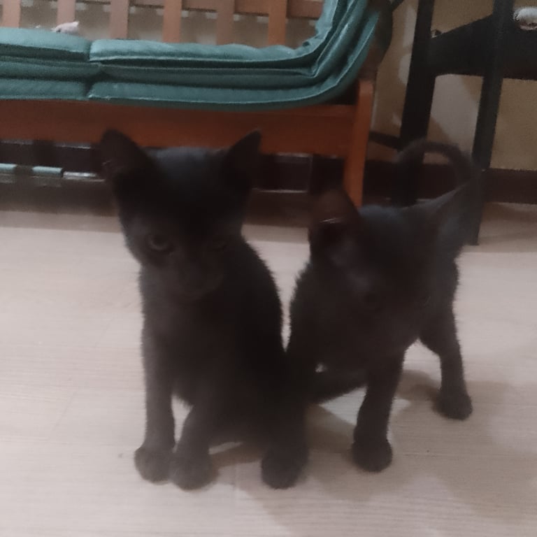 ตามหาเจ้าของแมว น้องเป็นแมวดำ มี 2ตัว เพศเมียทั้งคู่ ยังไม่ได้ทำหมัน นิสะยน่ารัก ขี้เล่น เข้ากับคนได้ดี สุขภาพแข็งแรง เนื่องจากตอนนี้อยู่บ้านเช่า ไม่สามารถเลี้ยงต่อได้ อยากหาคนใจดีรับน้องไปดูแลให้มีบ้านอบอุ่นค่ะ