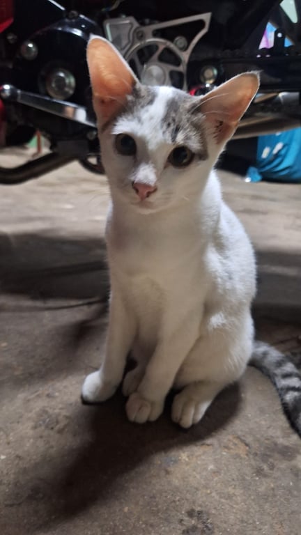 อาเรน