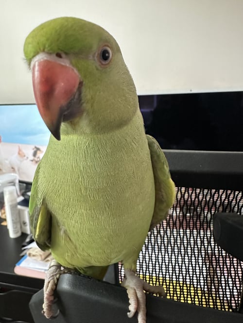 ดีแลน