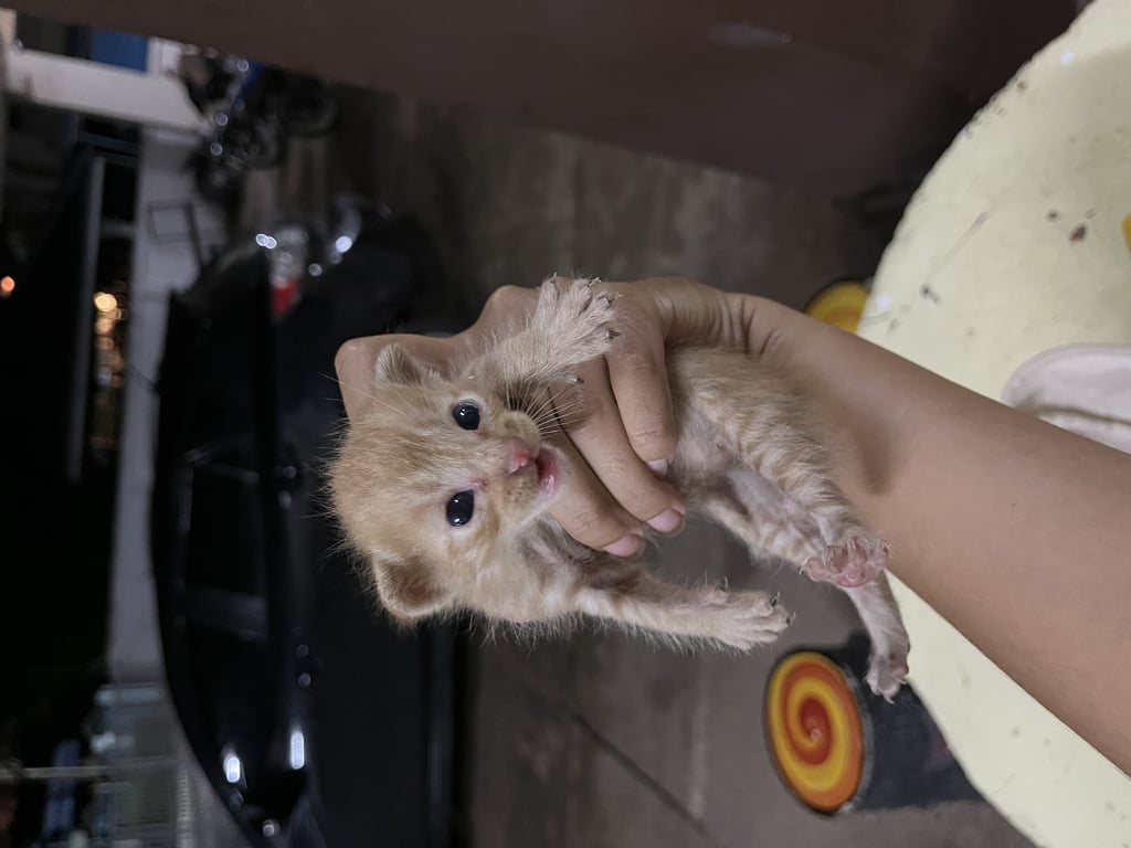 ตามหาเจ้าของแมว ขอคนที่เลี้ยงระบบปิดค่ะ น้องเป็น ลูกแมวจร น่าสงสารค่ะโดนทิ้งมาหลายวันแล้ว ฝากเมตตาน้องหน่อย