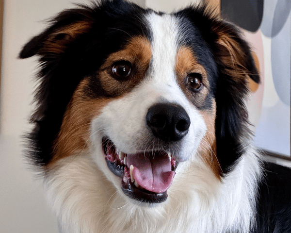 Charlie, our beloved dog