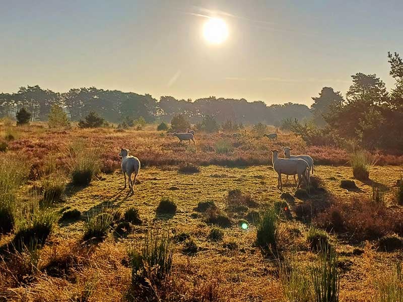 Brooks Adrenaline GTS 24 review getest op de heide