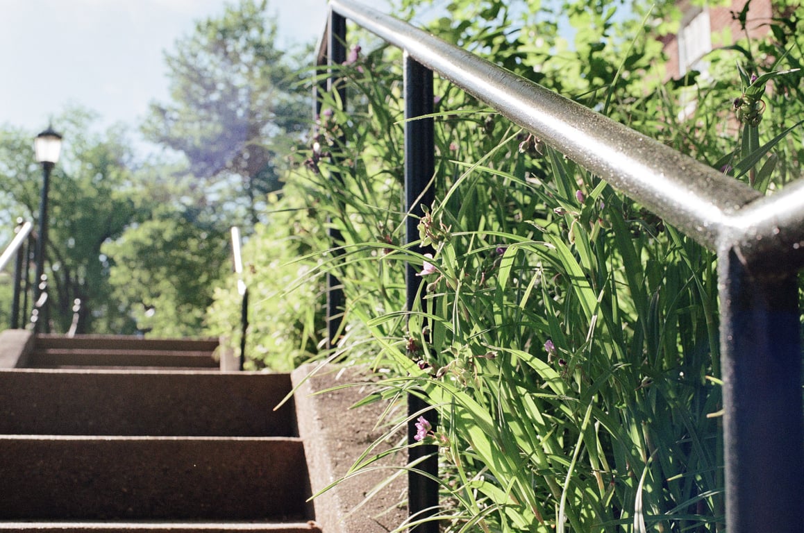 Stairwell foliage