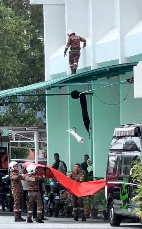 Cat fall down