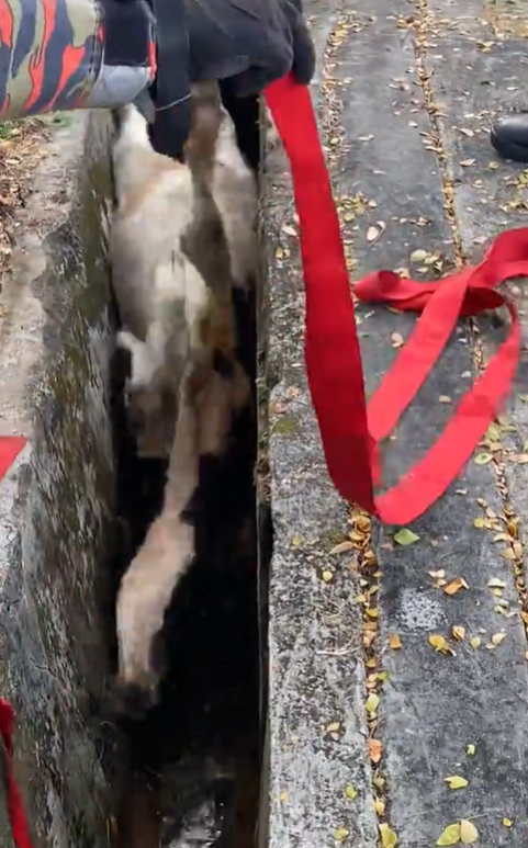 Cow struggles inside drain