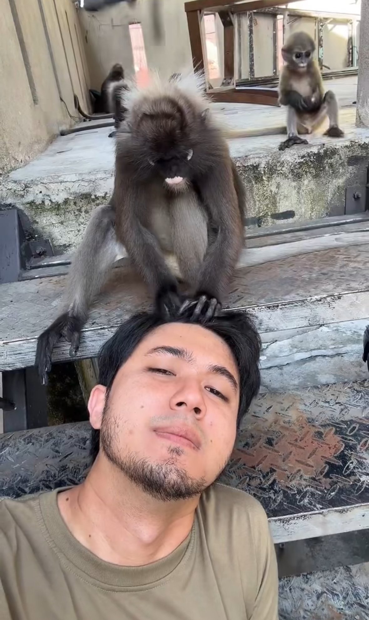 M'sian Man Casually Lets Wild Langur Search His Hair For Lice Like A Professional Stylist
