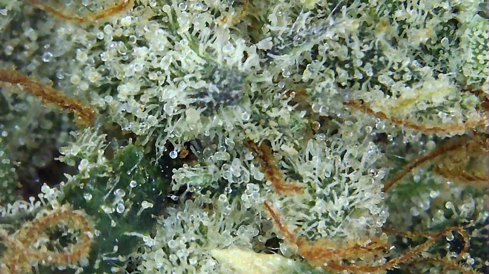 Frosted Kush Cake 3.5g