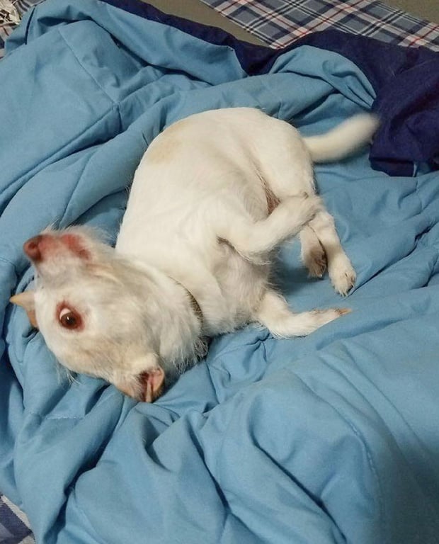 Пес, схожий на порося