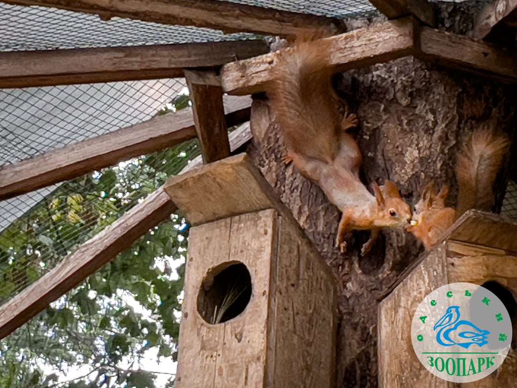 пара року в зоопарку