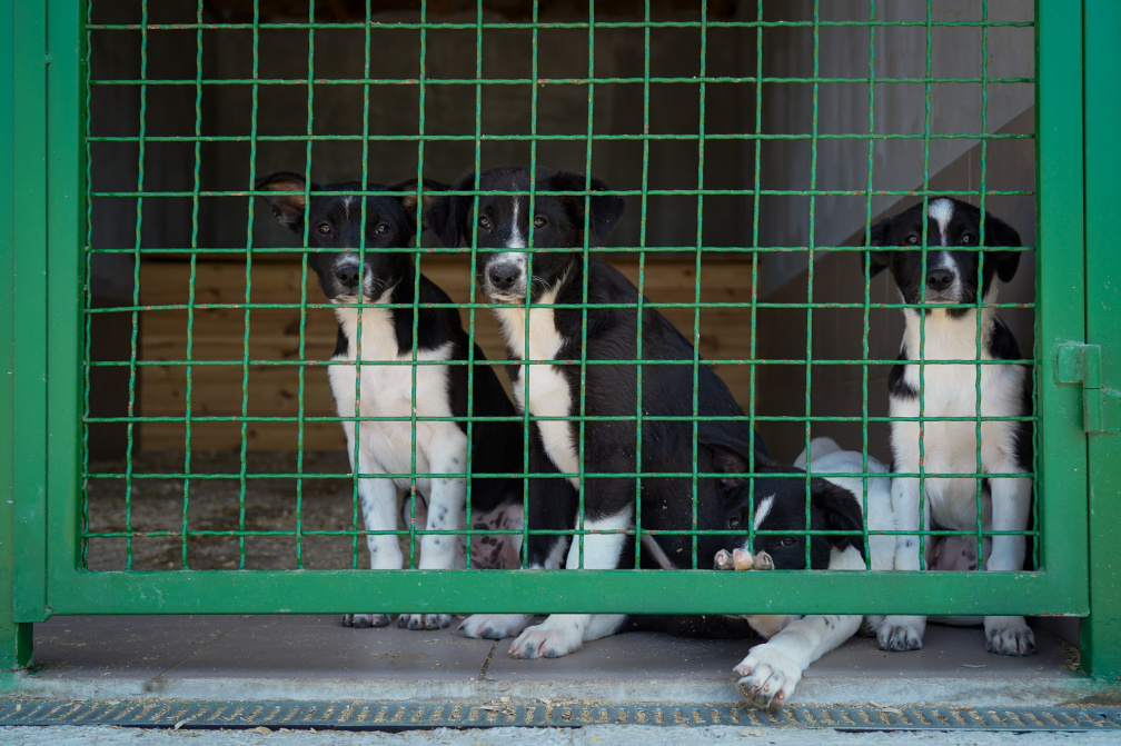 Зоопатруль