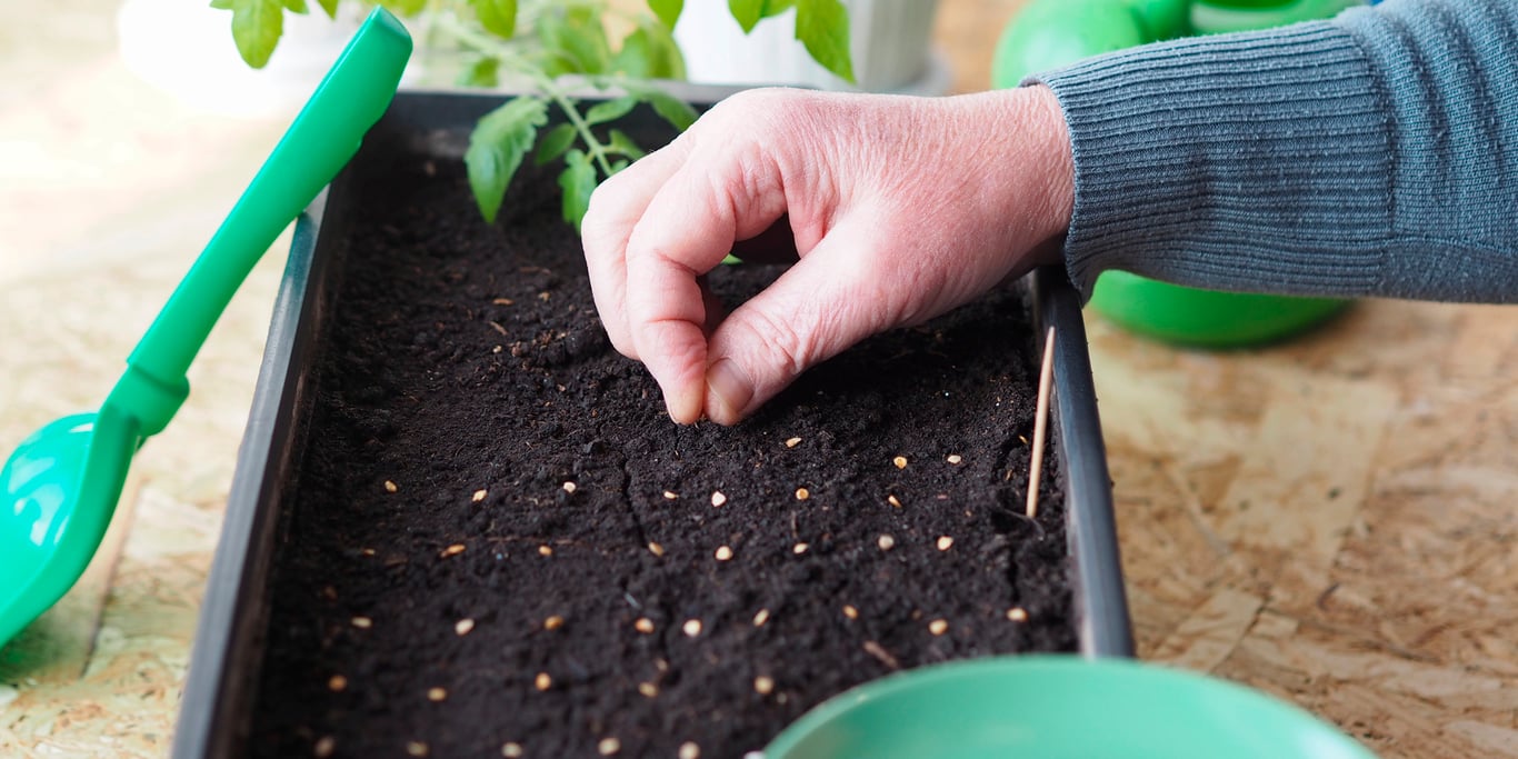 Як правильно посіяти розсаду помідорів