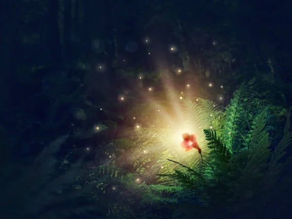 Традиції та обряди Купальської ночі