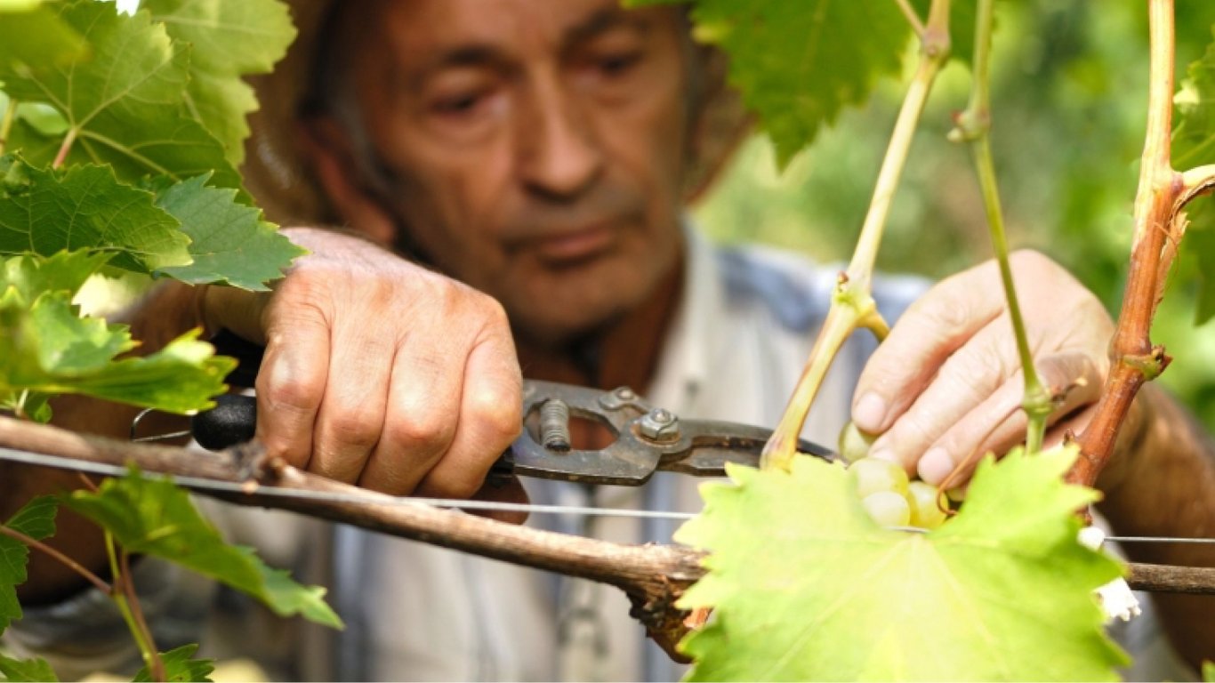 Як правильно обрізати виноград