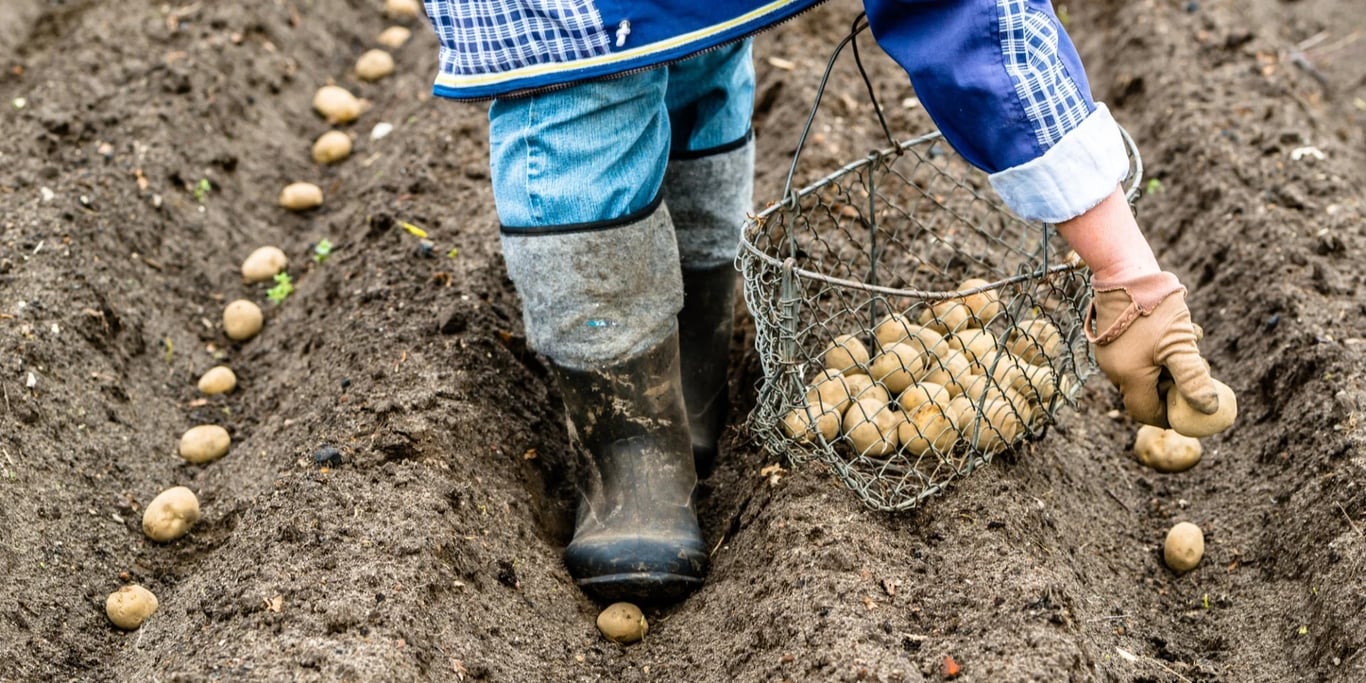 Як садити картоплю за народними прикметами