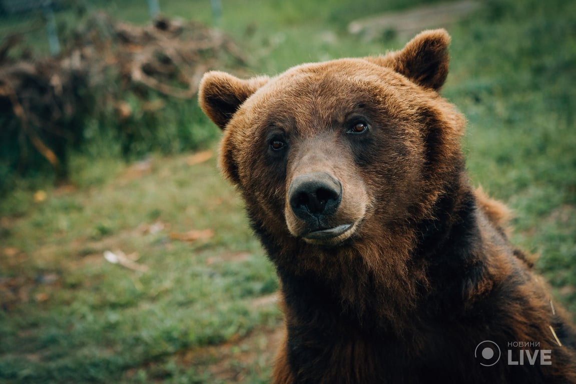 ведмежий притулок "Біла скеля"