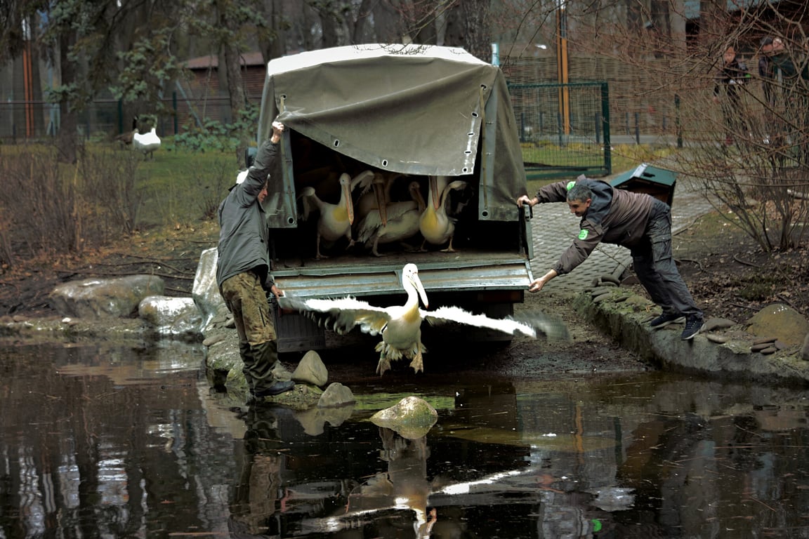 Пеликаны в Киевском зоопарке