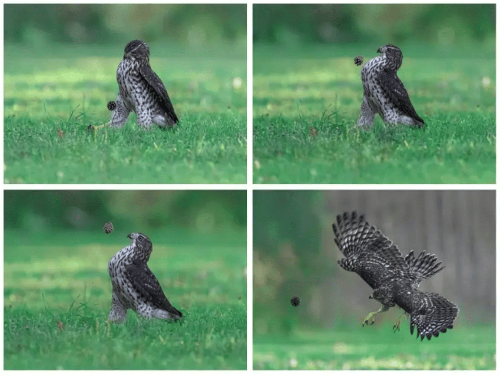 Птица играет в шишку