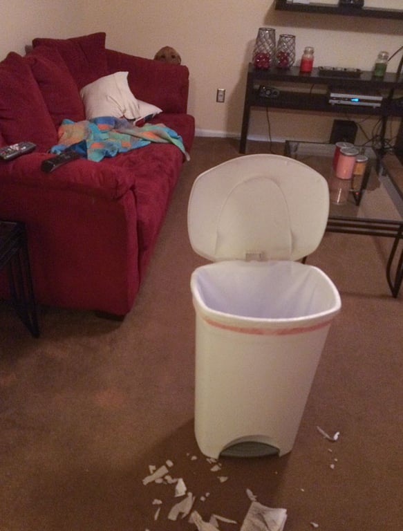 Пес за диваном