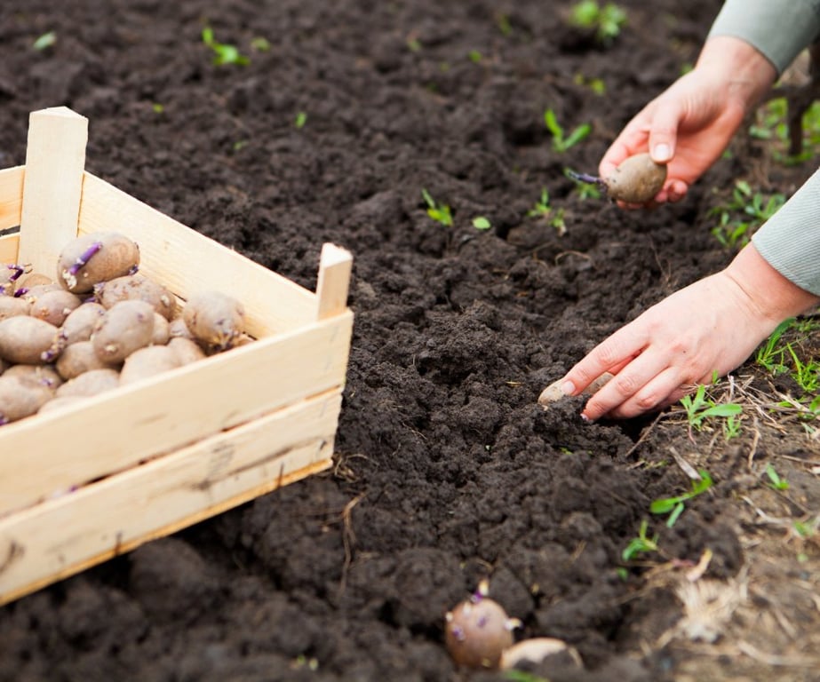 Коли садити картоплю у 2023 році