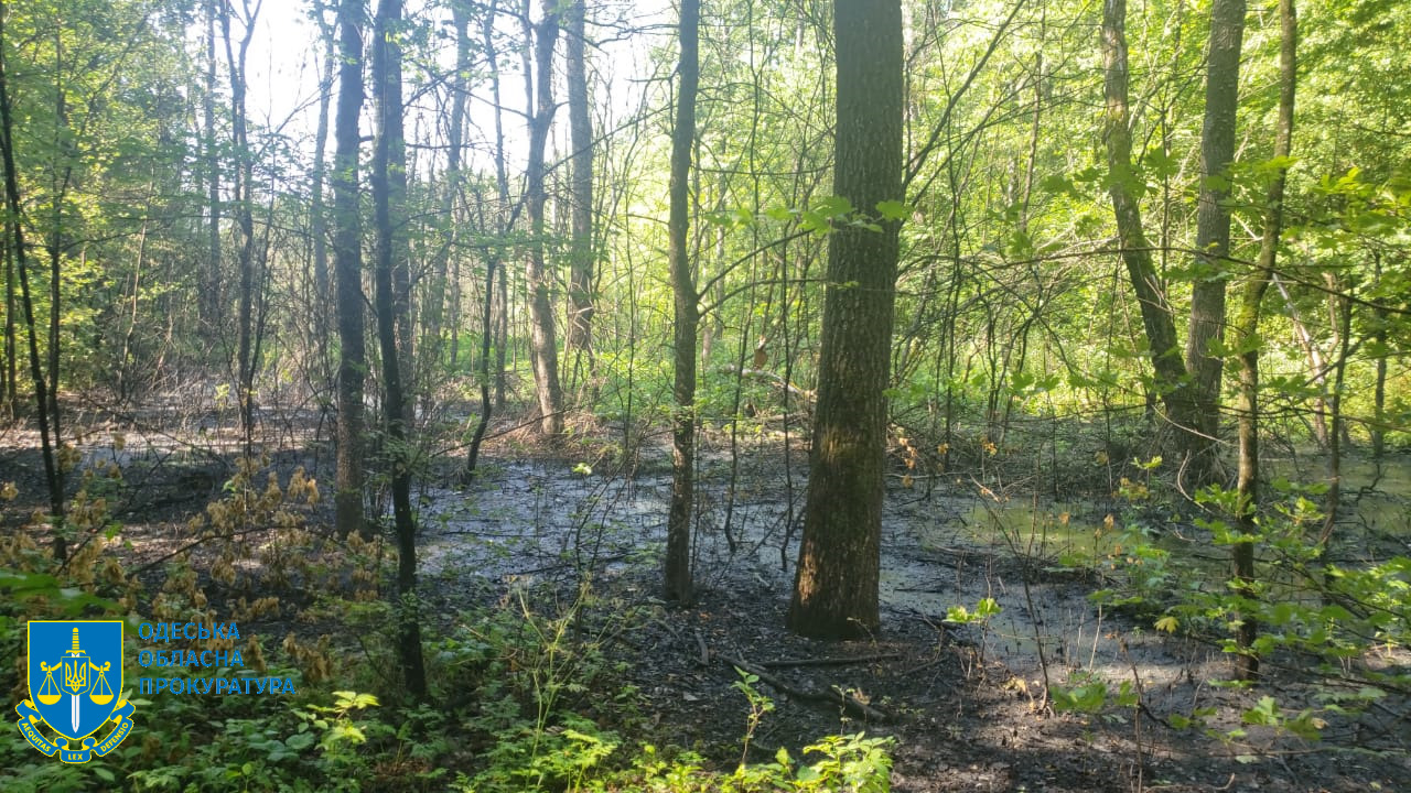 Забруднений ліс. Фото: Одеська обласна прокуратура