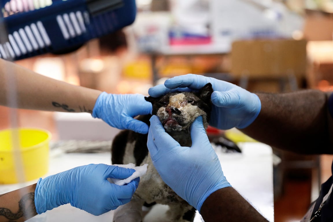 Лесные пожары в Чили