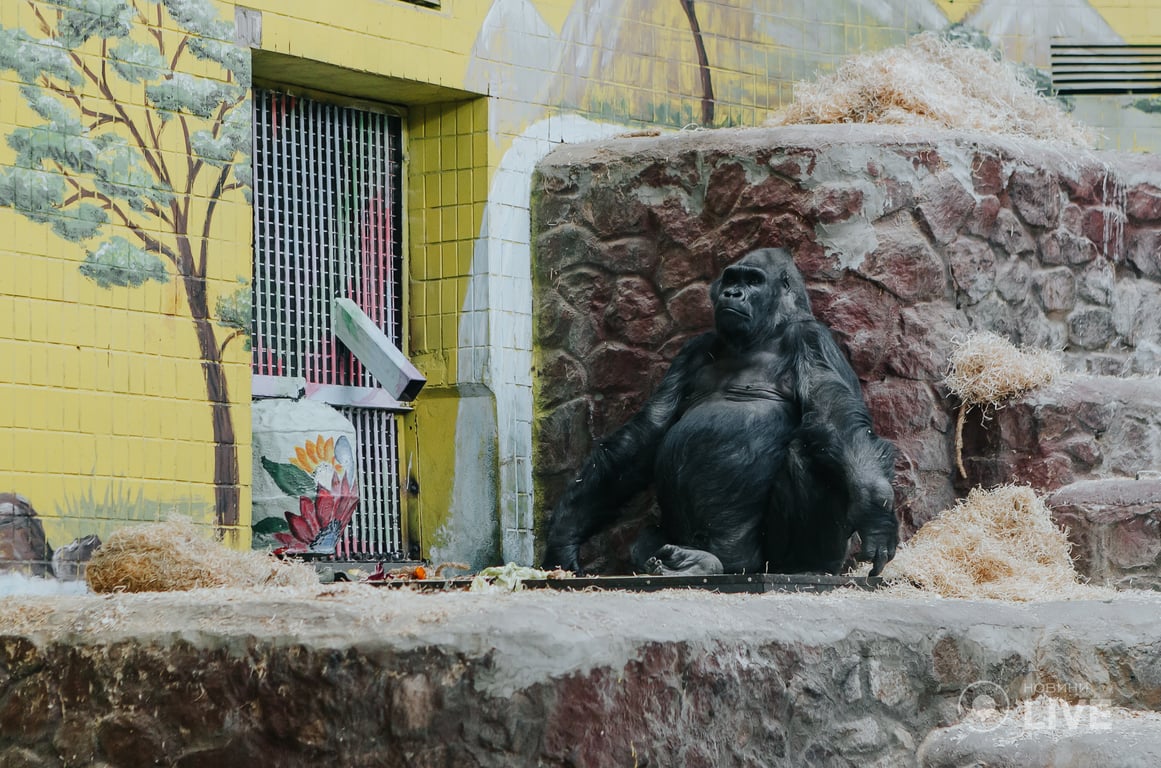 Горила Тоні