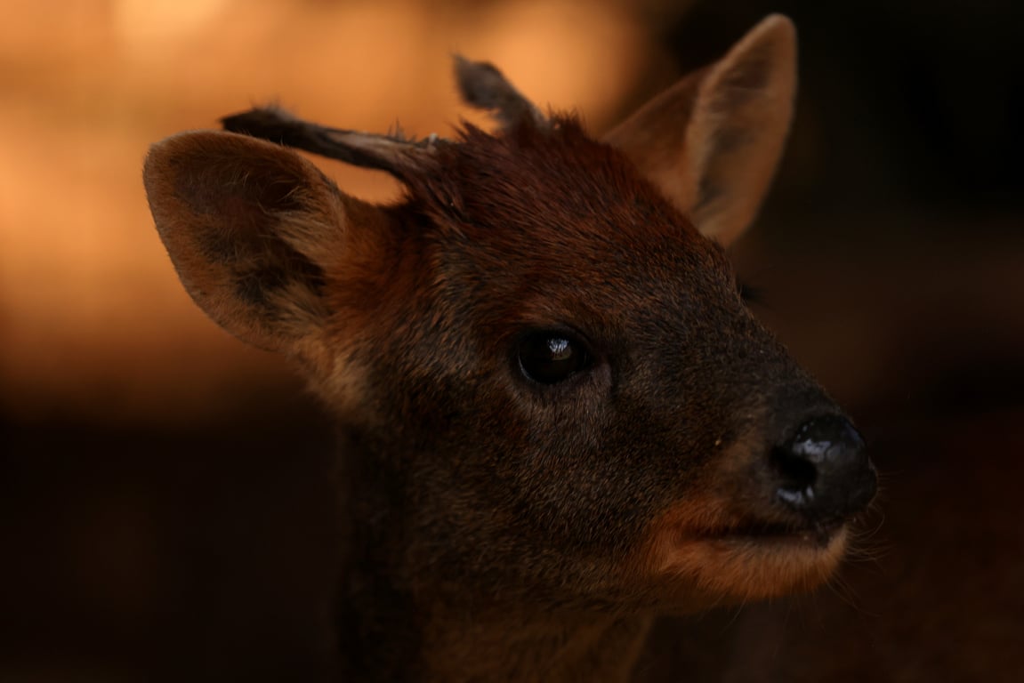 Лесные пожары в Чили