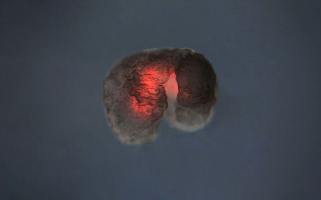 Як ксеноботи розмножуються