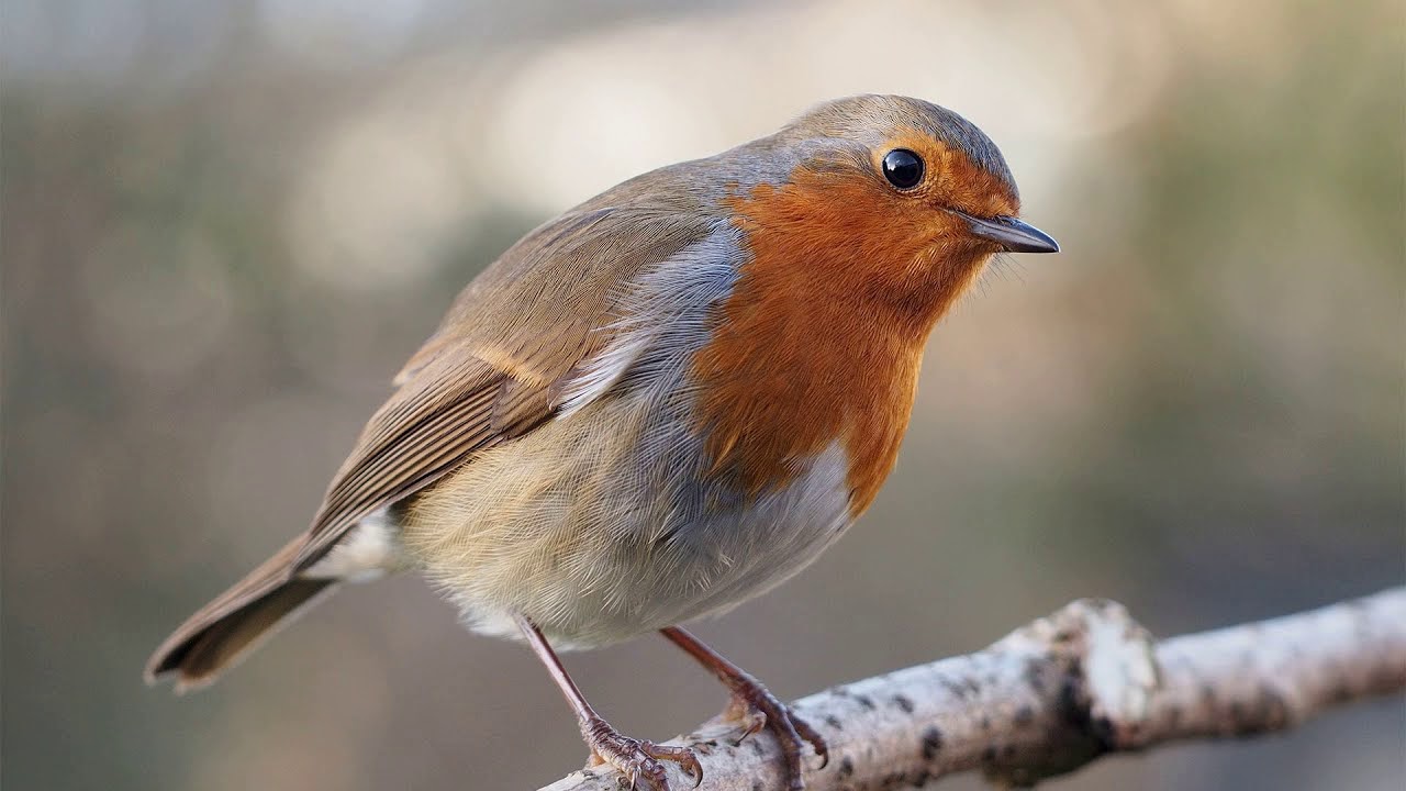 Какая вы птица за месяцем рождения — март