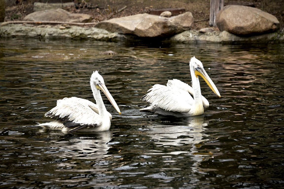 Пеликаны в Киевском зоопарке