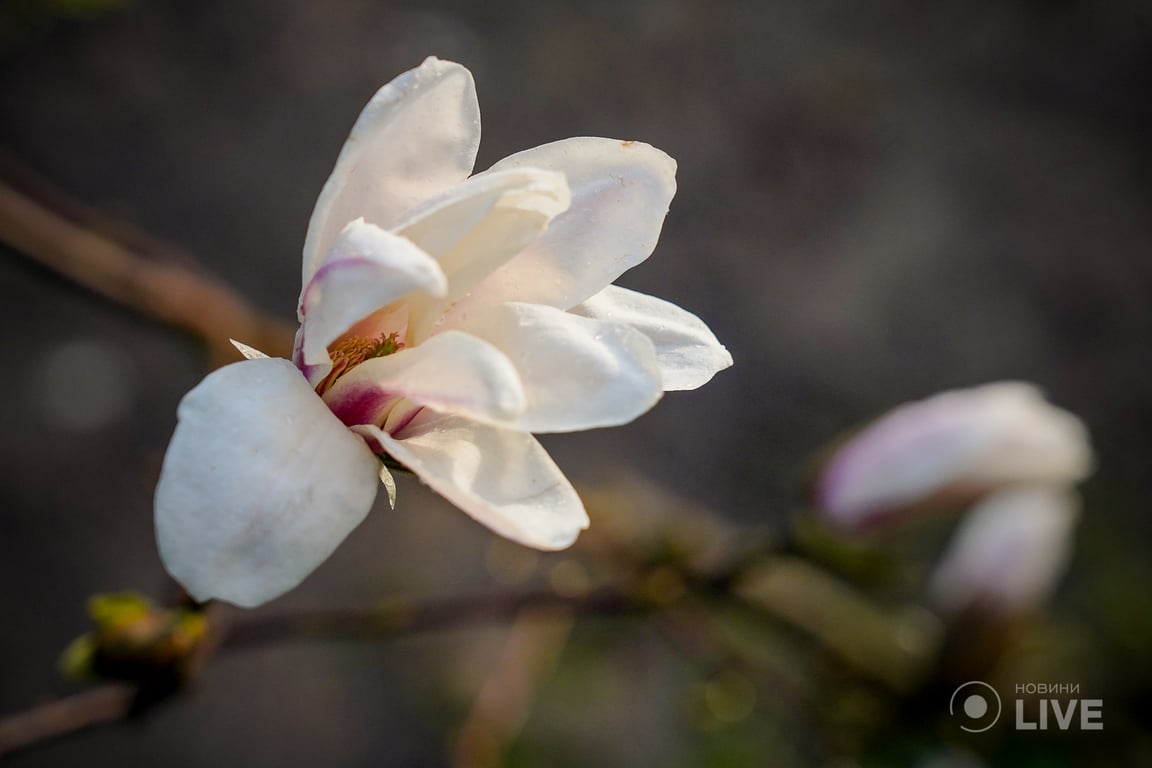 Магнолії в ботсаду ім.Фоміна