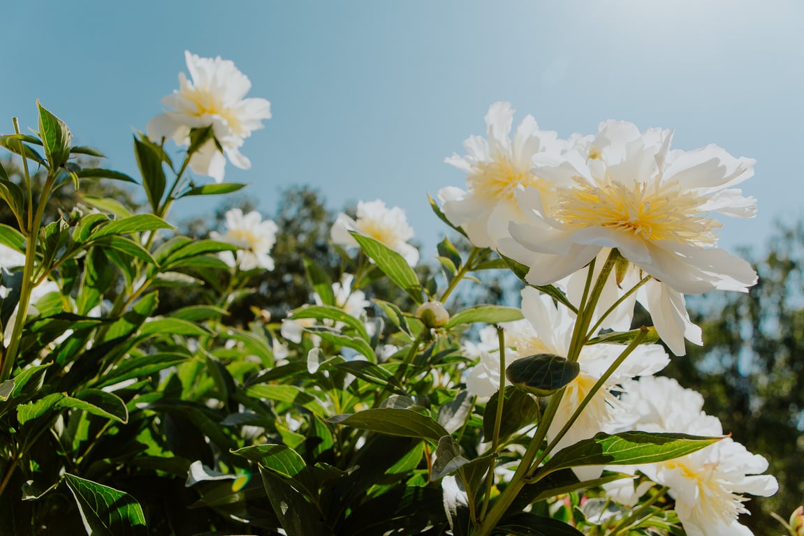 Пионы в киевском ботсаду