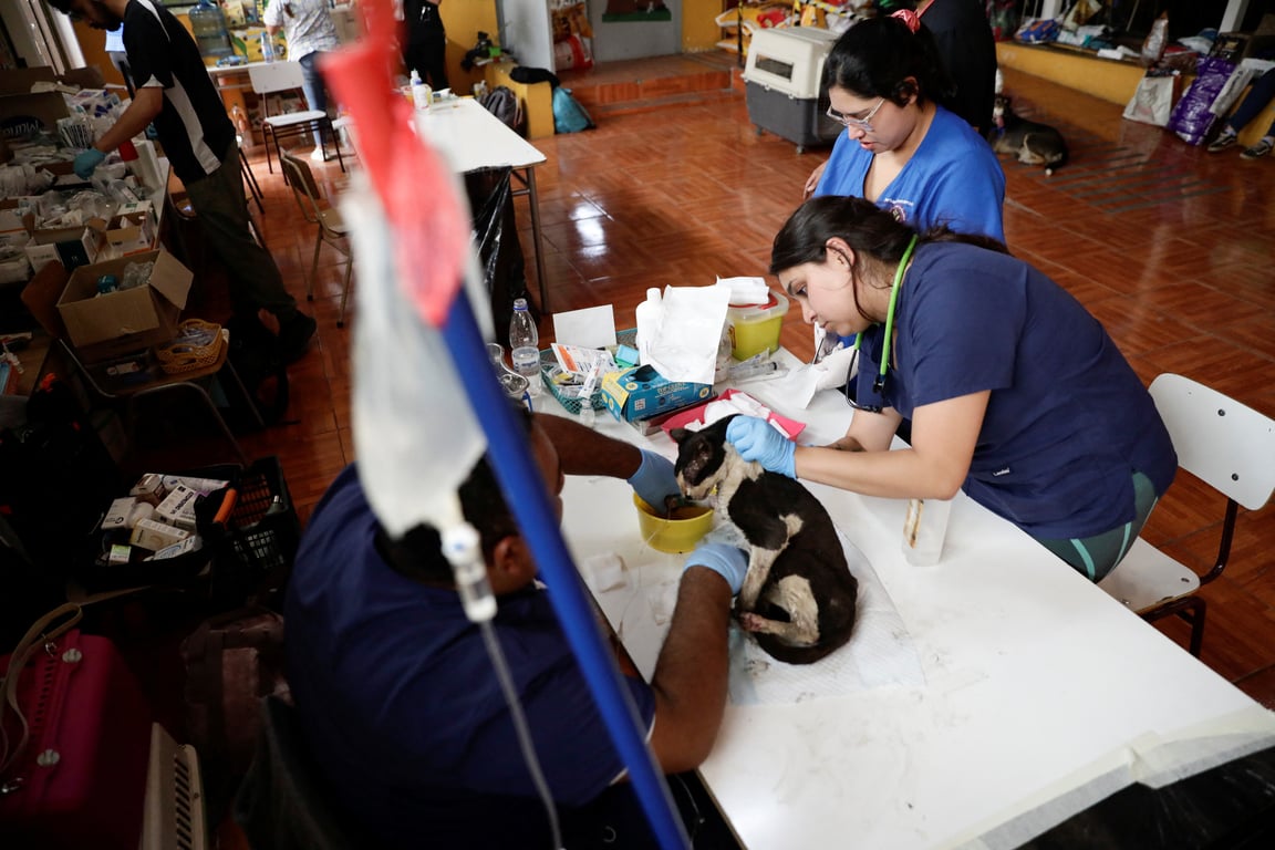 Лесные пожары в Чили