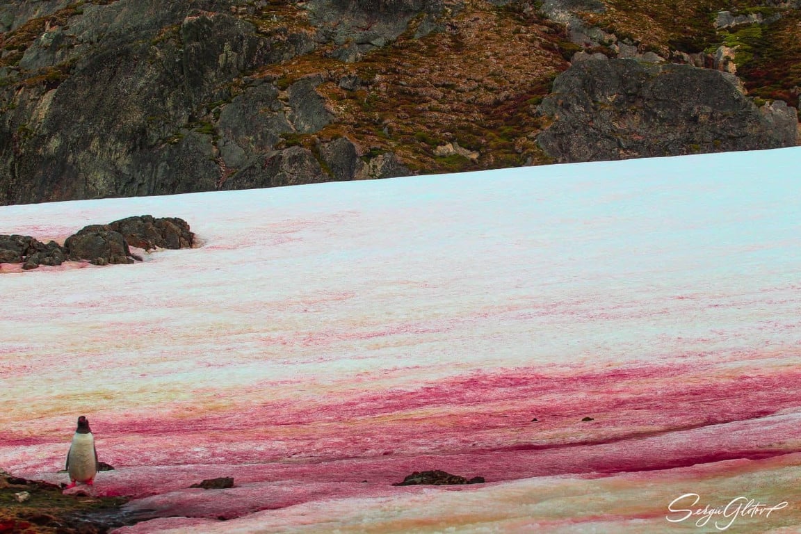 рожевий сніг на станції "Вернадського"