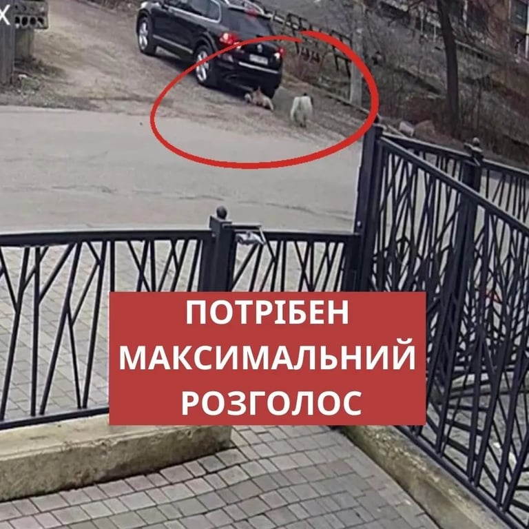 Наїзд на собаку