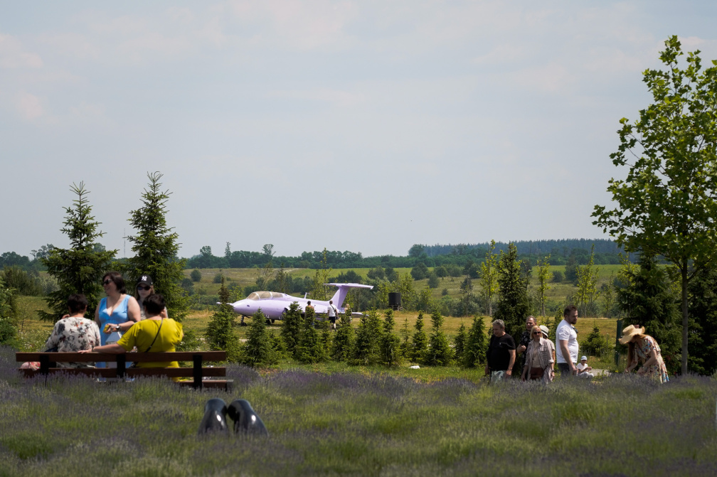 Лавандові поля у Добропарку