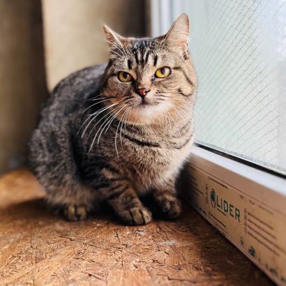 кішка Льоля з притулку "Сіріус"