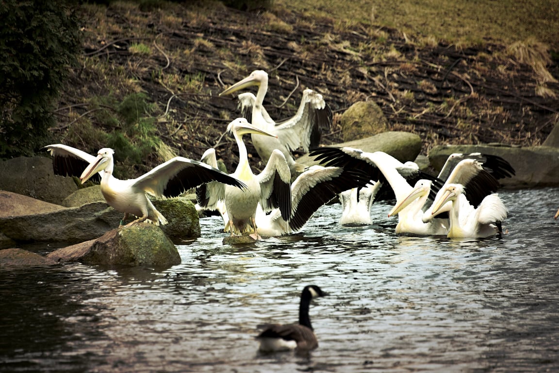 Пеликаны в Киевском зоопарке