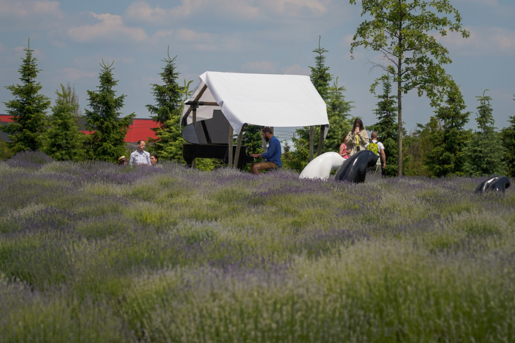 Лавандові поля у Добропарку