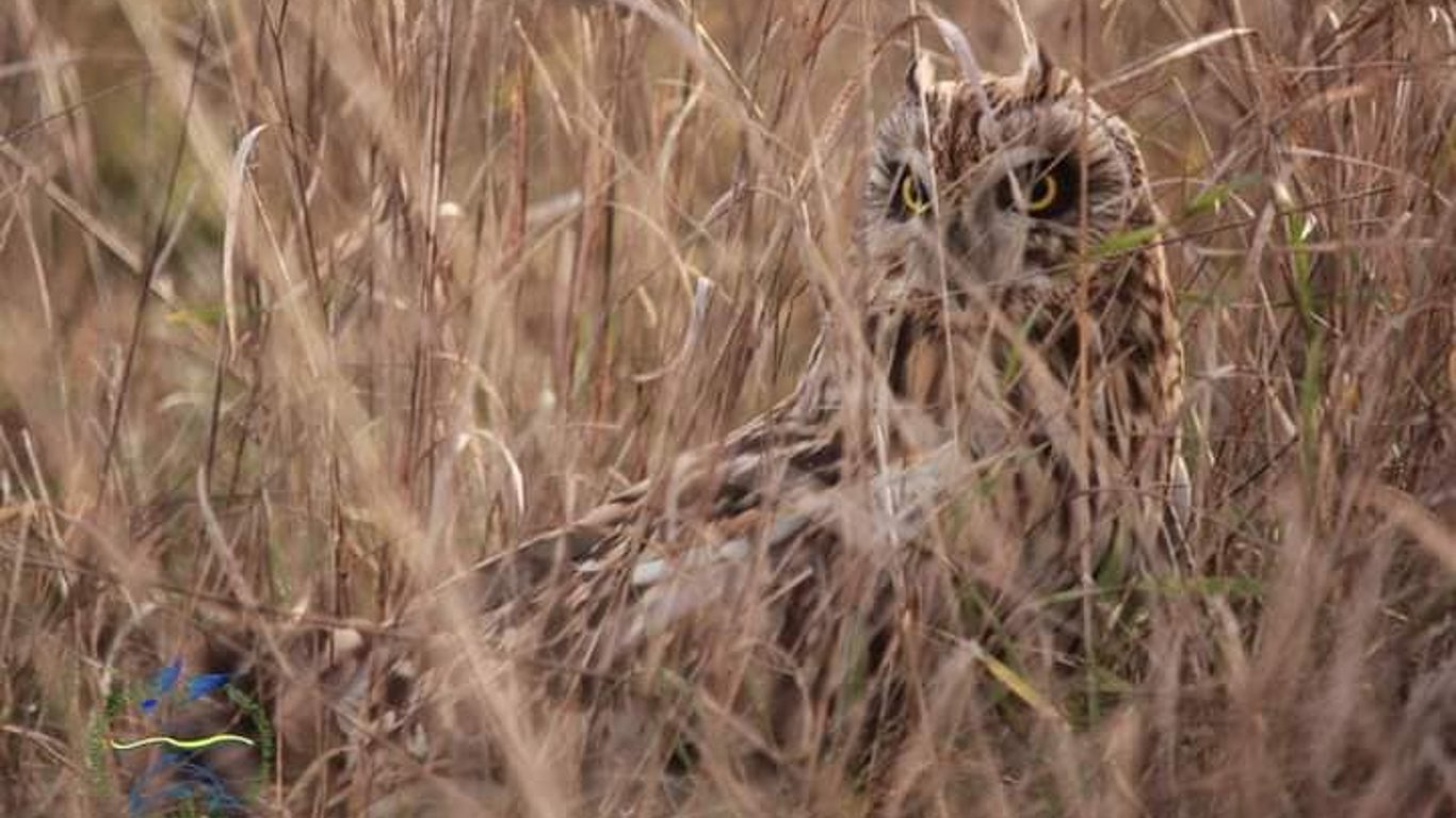 У нацпарку “Тузлівські лимани” науковці виявили червонокнижних птахів