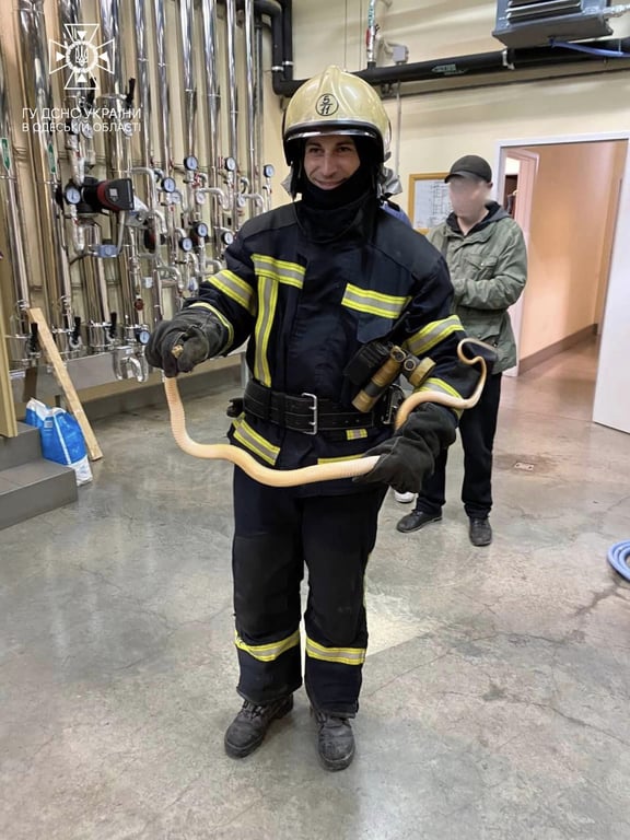 Одеські надзвичайники врятували вужа