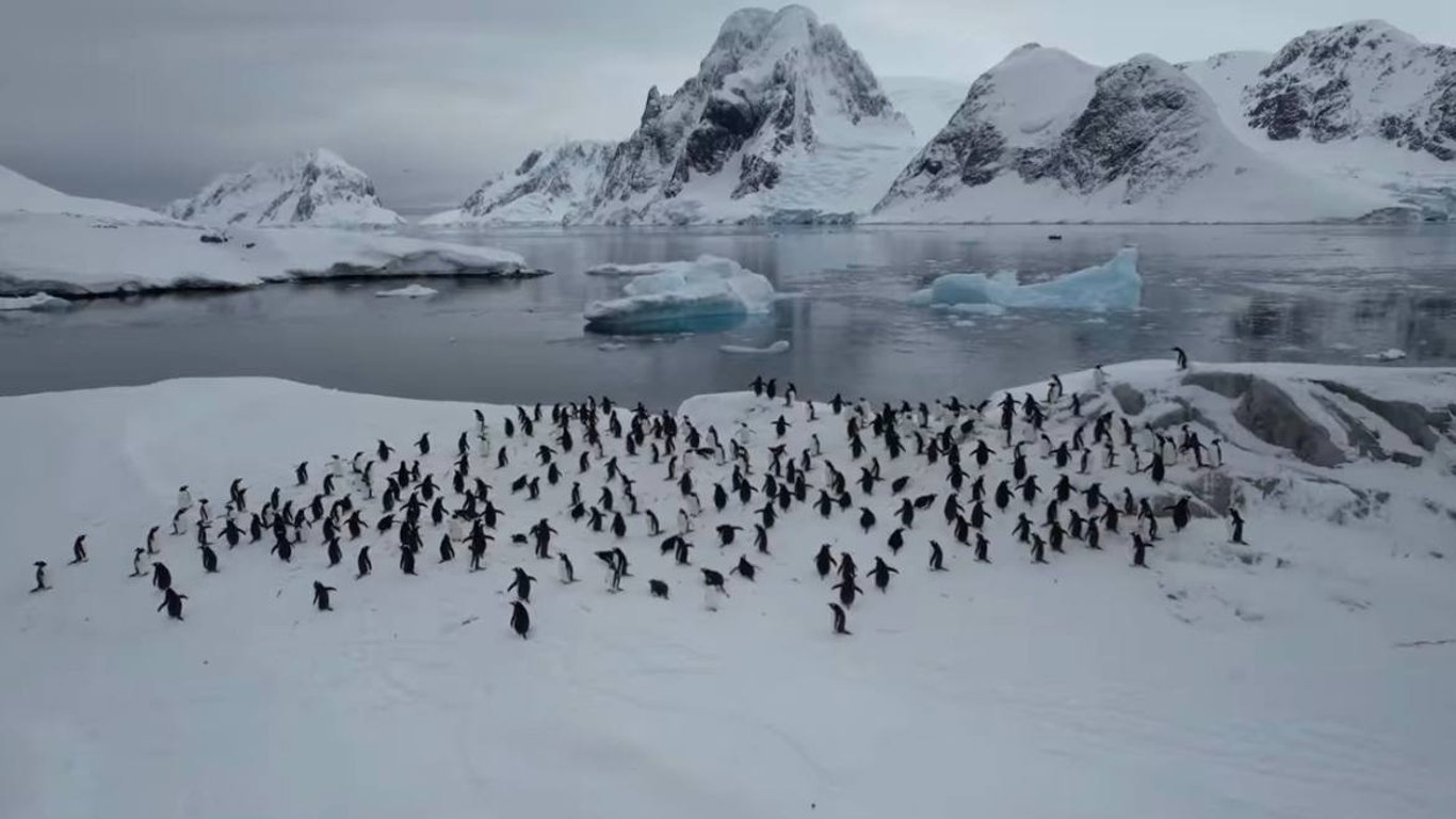 Пінгвіни масово прямують на станцію Вернадського: українські полярники показали захоплюючі кадри