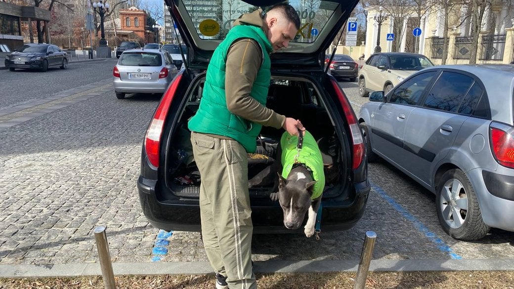 Собака работает в такси