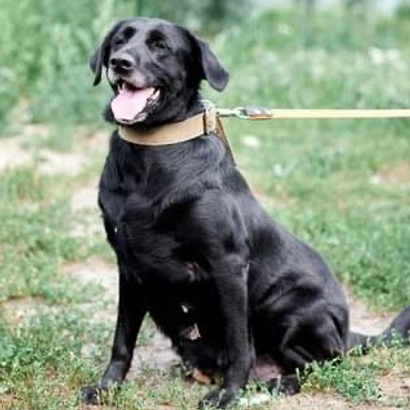 собака Емі з притулку "Сіріус"